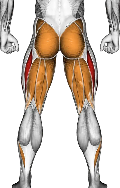 Dumbbell Goblet Squat — Muscles worked: Quadriceps, Glutes, Abductors, Adductors, Hamstrings, Calves (Back)
