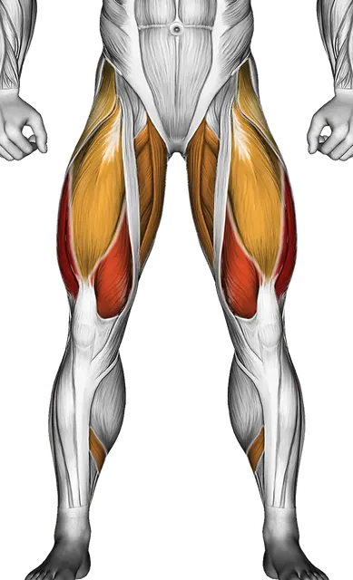 Dumbbell Goblet Squat — Muscles worked: Quadriceps, Glutes, Abductors, Adductors, Hamstrings, Calves (Front)