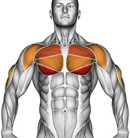 Decline Push-Up — Muscles worked: Chest, Front delts, Triceps (Front)
