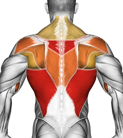 How to Build a Wider, Thicker Back — Muscles worked: Lats, Upper back, Rear delts, Biceps, Forearms, Traps (Back)