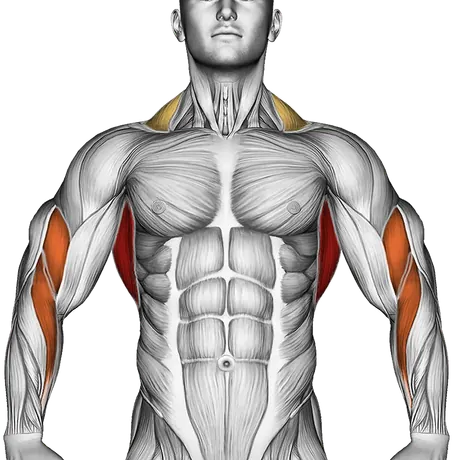 How to Build a Wider, Thicker Back — Muscles worked: Lats, Upper back, Rear delts, Biceps, Forearms, Traps (Front)
