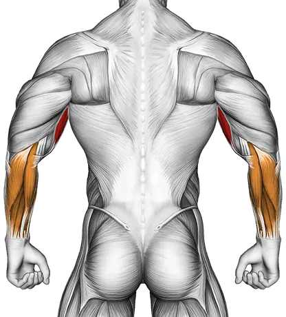 Cable Close Grip Curl — Muscles worked: Biceps, Forearms (Back)