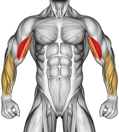 Cable Close Grip Curl — Muscles worked: Biceps, Forearms (Front)