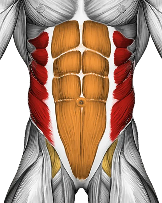 Bodyweight Windmill — Muscles worked: Obliques, Core