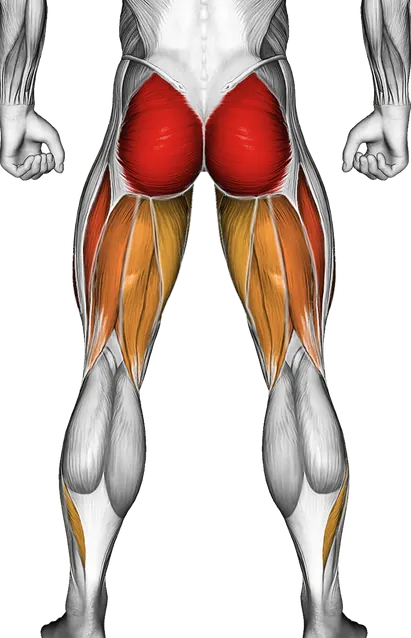 How to Build Bigger Glutes — Muscles worked: Glutes, Quadriceps, Hamstrings, Adductors, Calves, Abductors (Back)