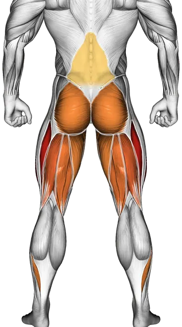 How to Build Bigger Legs — Muscles worked: Quadriceps, Hamstrings, Glutes, Adductors, Calves, Lower back (Back)