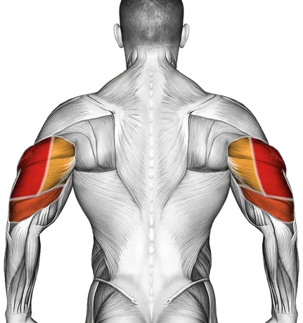 Diamond Push-Up — Muscles worked: Triceps, Chest, Front delts (Back)