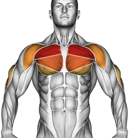 Dumbbell Svend Press — Muscles worked: Chest, Front delts, Triceps (Front)