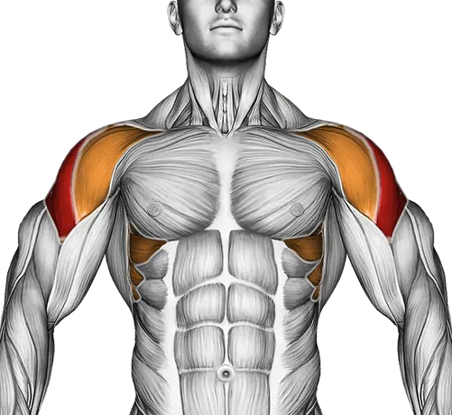 Dumbbell Scott Press — Muscles worked: Side delts, Serratus, Front delts, Upper back (Front)