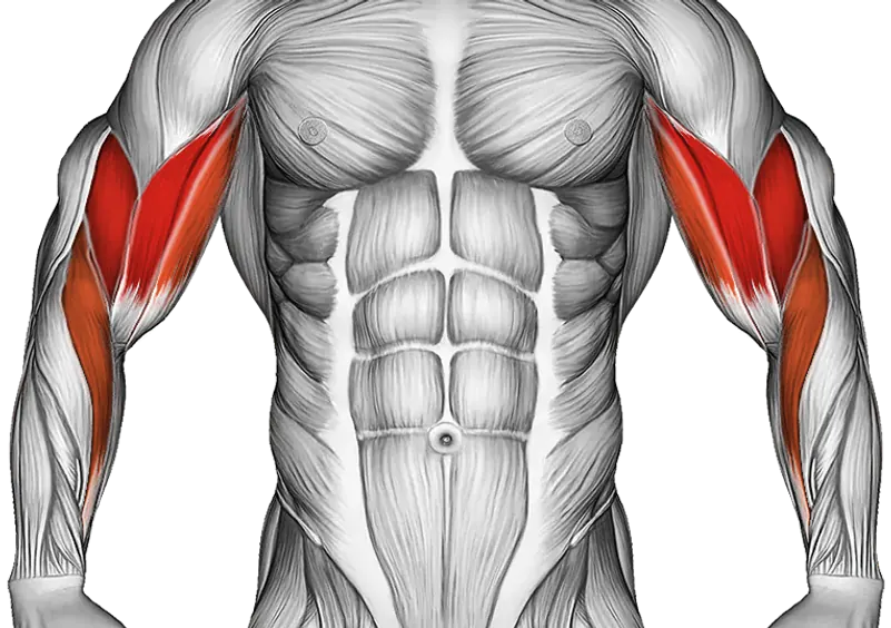 Bicep Curl Form: How to Curl for Bigger Arms — Muscles worked: Biceps, Forearms