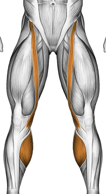 Exercise Ball One Legged Diagonal Kick Hamstring Curl — Muscles worked: Glutes, Quadriceps, Hamstrings, Calves (Front)
