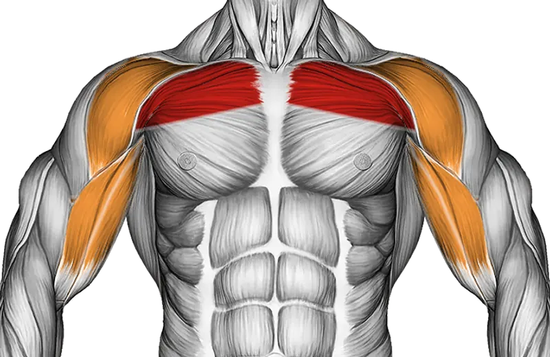 Cable Low Fly — Muscles worked: Chest, Front delts, Biceps