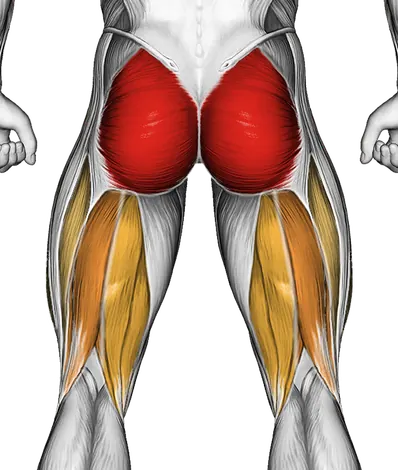Hip Thrust Form: How to Build Your Glutes — Muscles worked: Glutes, Hamstrings, Quadriceps (Back)