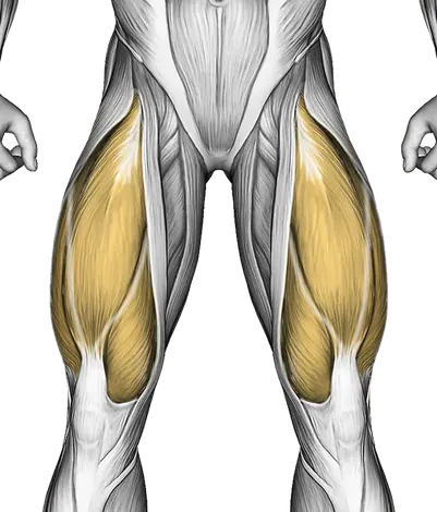 Hip Thrust Form: How to Build Your Glutes — Muscles worked: Glutes, Hamstrings, Quadriceps (Front)