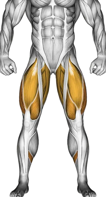 Romanian Deadlift Form: How to Train Hamstrings and Glutes — Muscles worked: Hamstrings, Glutes, Quadriceps, Calves, Lower back, Adductors (Front)