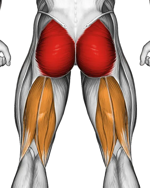 Resistance Band Leg Kickback — Muscles worked: Glutes, Hamstrings