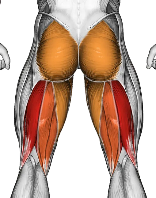 Barbell Good Morning — Muscles worked: Hamstrings, Glutes, Adductors (Back)