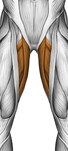 Barbell Good Morning — Muscles worked: Hamstrings, Glutes, Adductors (Front)