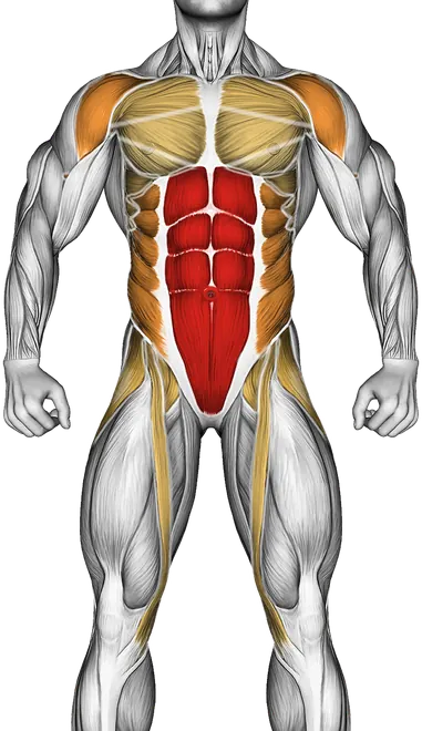Plank Form: How to Train Your Core the Right Way — Muscles worked: Core, Front delts, Obliques, Glutes, Abductors, Chest, Serratus, Quadriceps (Front)