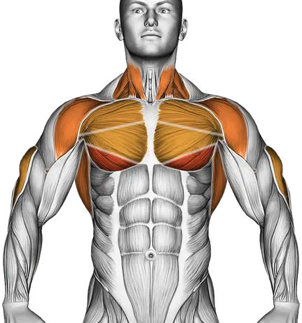 Dips Form: Chest and Triceps Builder — Muscles worked: Triceps, Chest, Front delts, Lats, Neck (Front)