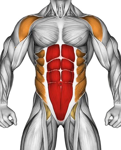 Spider Plank — Muscles worked: Core, Front delts, Obliques, Glutes (Front)