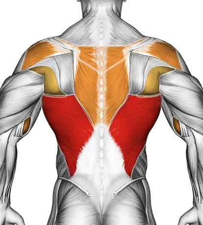 Cable Close Grip Front Lat Pulldown — Muscles worked: Lats, Rear delts, Upper back, Biceps, Forearms (Back)