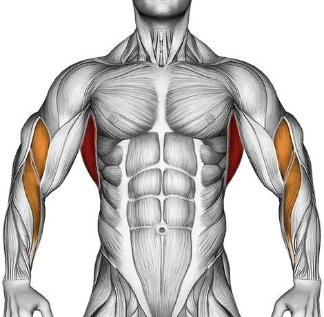 Cable Close Grip Front Lat Pulldown — Muscles worked: Lats, Rear delts, Upper back, Biceps, Forearms (Front)