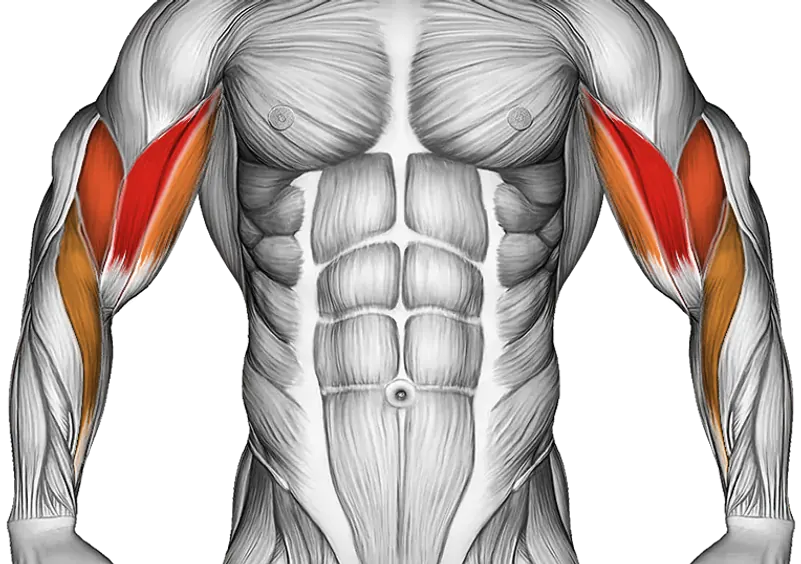 Barbell Standing Close Grip Curl — Muscles worked: Biceps, Forearms