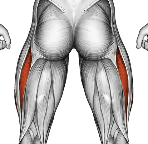 Lever Leg Extension — Muscles worked: Quadriceps (Back)