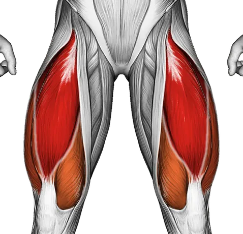 Lever Leg Extension — Muscles worked: Quadriceps (Front)