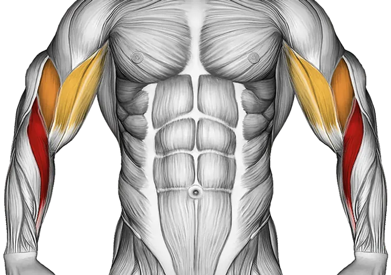 Dumbbell Hammer Curl — Muscles worked: Forearms, Biceps