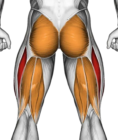Kettlebell Split Squat — Muscles worked: Quadriceps, Glutes, Hamstrings (Back)