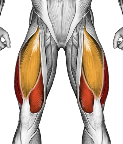 Kettlebell Split Squat — Muscles worked: Quadriceps, Glutes, Hamstrings (Front)