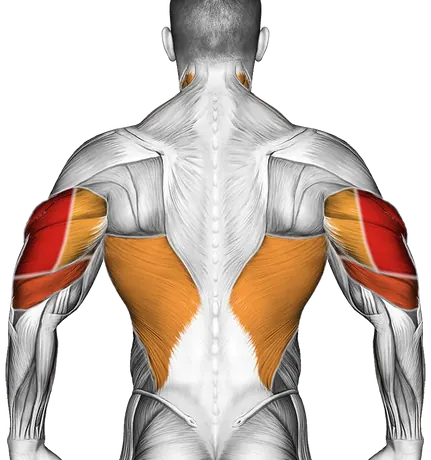 Bench Dip (Knees Bent) — Muscles worked: Triceps, Chest, Front delts, Lats, Neck (Back)