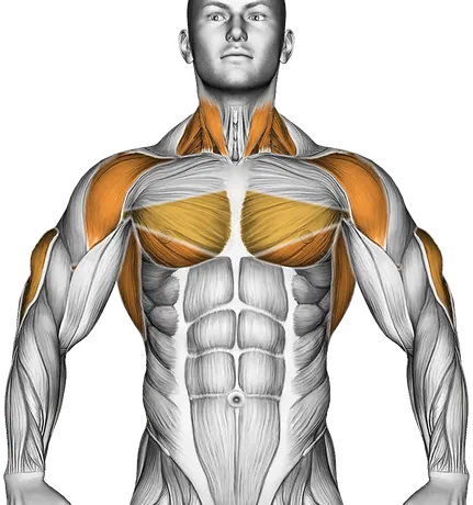 Bench Dip (Knees Bent) — Muscles worked: Triceps, Chest, Front delts, Lats, Neck (Front)