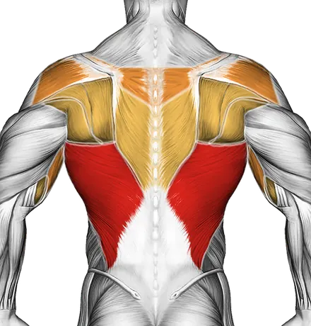 Dumbbell Pullover — Muscles worked: Lats, Rear delts, Upper back, Biceps (Back)