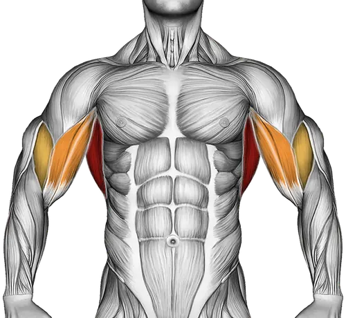 Dumbbell Pullover — Muscles worked: Lats, Rear delts, Upper back, Biceps (Front)