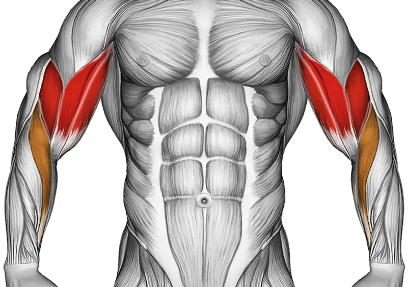 Barbell Curl — Muscles worked: Biceps, Forearms