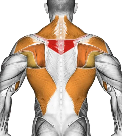 Barbell Bent Over Row — Muscles worked: Upper back, Rear delts, Lats, Traps, Biceps, Forearms (Back)