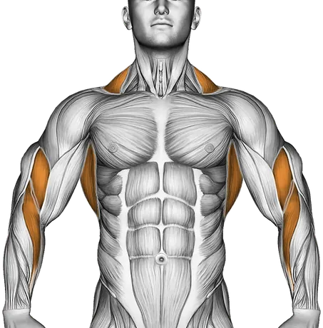 Barbell Bent Over Row — Muscles worked: Upper back, Rear delts, Lats, Traps, Biceps, Forearms (Front)