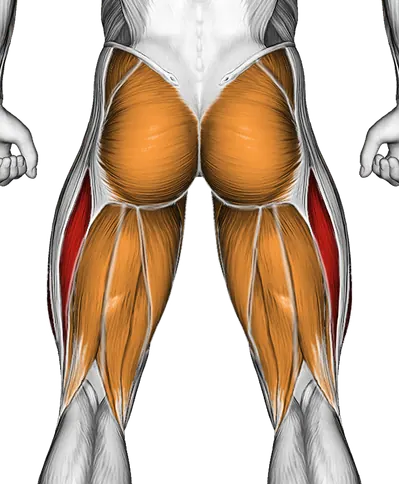 Dumbbell Bar Grip Sumo Squat — Muscles worked: Quadriceps, Glutes, Abductors, Adductors, Hamstrings (Back)