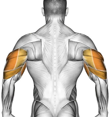 Deep Push-Up — Muscles worked: Chest, Front delts, Biceps, Triceps (Back)