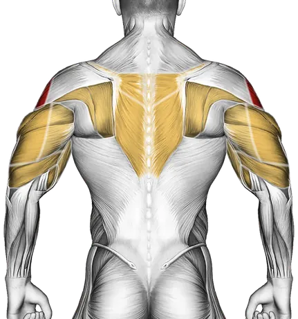 How to Build Bigger Shoulders — Muscles worked: Side delts, Front delts, Serratus, Chest, Upper back, Biceps, Triceps, Forearms (Back)