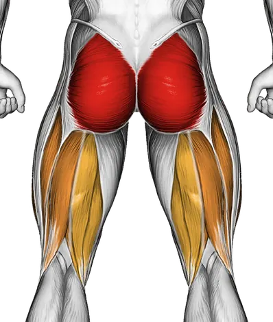 Barbell Hip Thrust — Muscles worked: Glutes, Quadriceps, Hamstrings (Back)