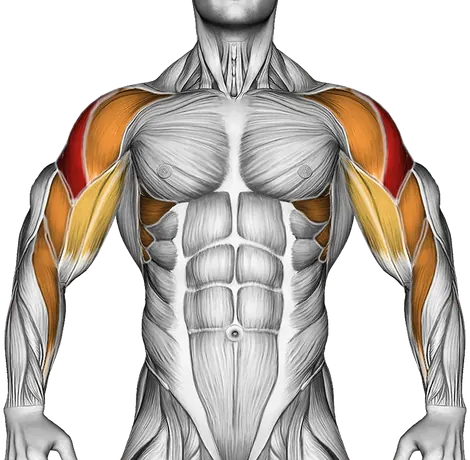 Barbell Upright Row — Muscles worked: Side delts, Serratus, Front delts, Upper back, Biceps, Forearms (Front)
