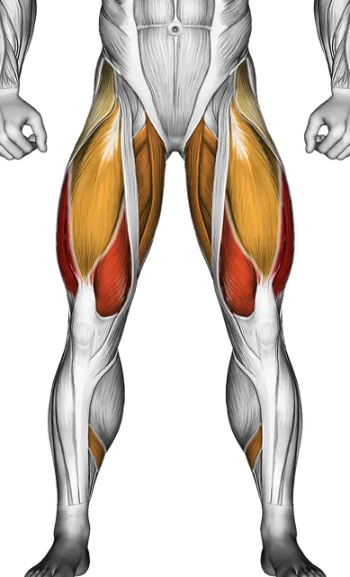 Technique du squat : comment squatter avec une forme correcte — Muscles sollicités: Quadriceps, Fessiers, Adducteurs, Ischio-jambiers, Mollets, Abducteurs (Face)
