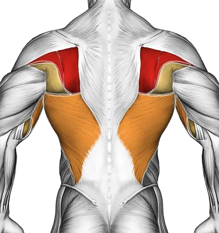Dumbbell Lying External Shoulder Rotation — Muscles worked: Upper back, Lats, Biceps (Back)