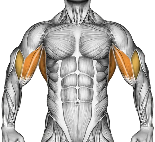 Dumbbell Lying External Shoulder Rotation — Muscles worked: Upper back, Lats, Biceps (Front)