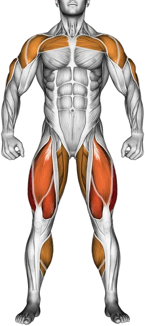 Barbell Power Jerk — Muscles worked: Quadriceps, Chest, Front delts, Side delts, Triceps, Glutes, Adductors, Hamstrings, Calves (Front)