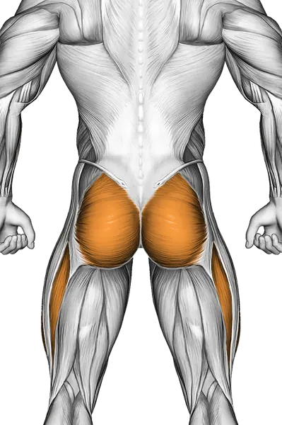 Dead Bug — Muscles worked: Core, Glutes, Quadriceps (Back)